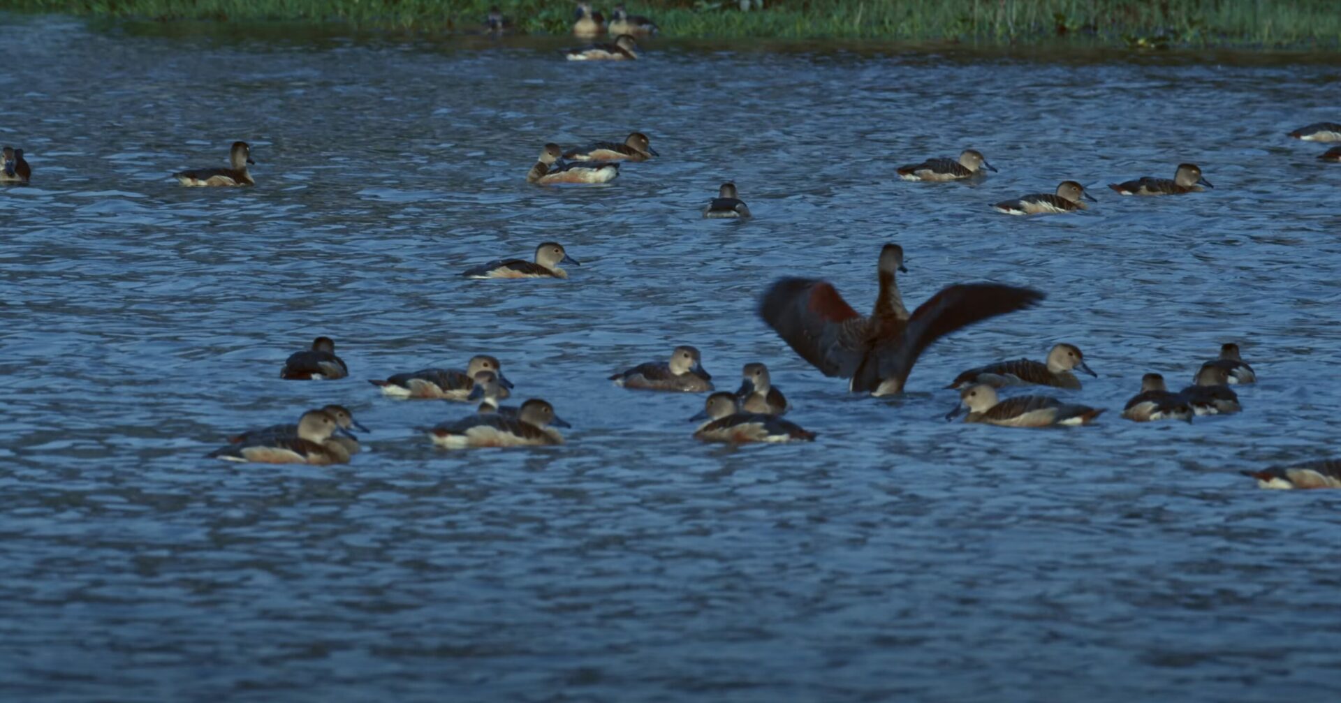 Lesser Whistling Duck: A Guide to Birdwatching in Sreemangal Wetlands, Bangladesh
