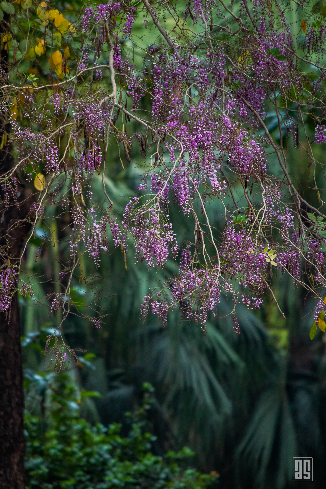 Purple Blossoms in a Green Canopy | Nature Photography by Asad Snapper