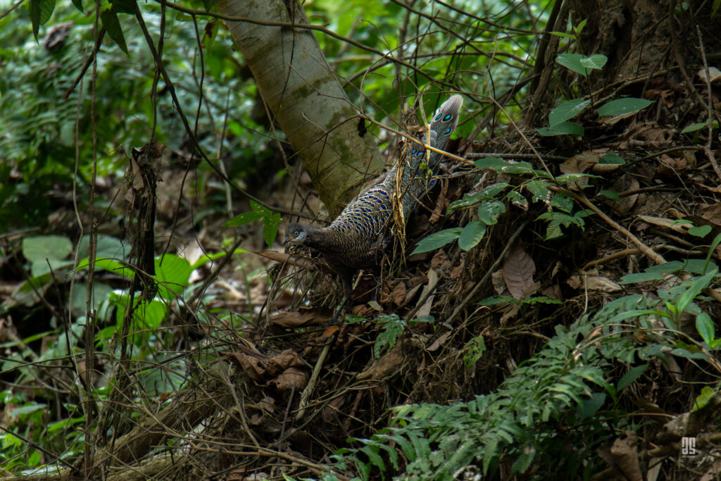 Grey Peacock Pheasant in Hazarikhil Wildlife Sanctuary