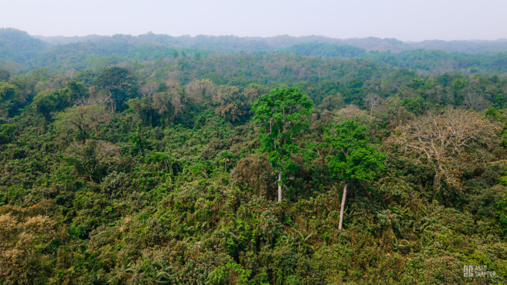 Hazarikhil Wildlife Sanctuary, Bangladesh
