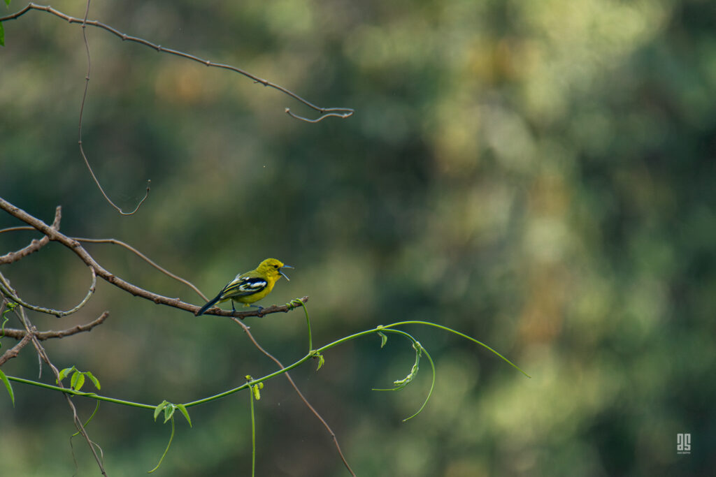 Satchari National Park, Bangladesh