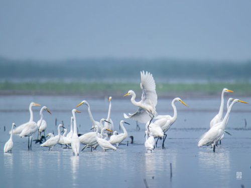 IMG 0211-Enhanced-NR