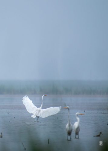 IMG 0236-Enhanced-NR