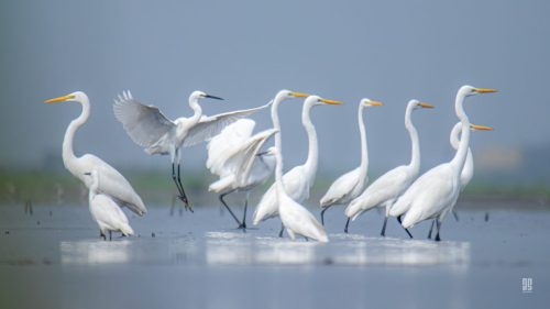 IMG 0313-Enhanced-NR