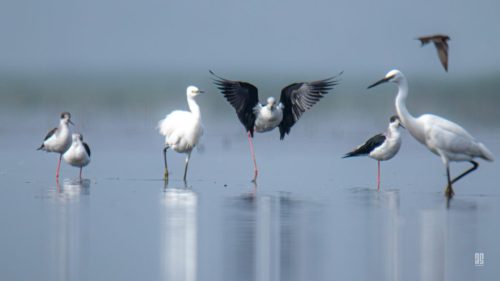 IMG 0423-Enhanced-NR