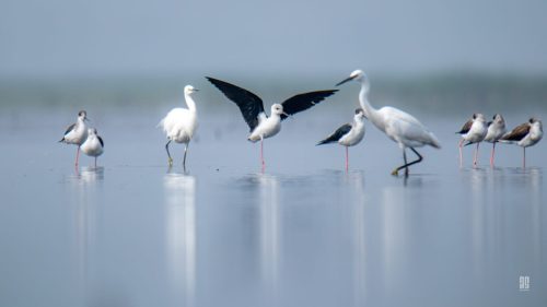 IMG 0425-Enhanced-NR