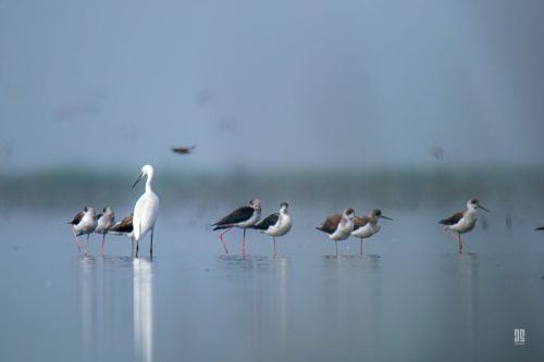 IMG 0468-Enhanced-NR