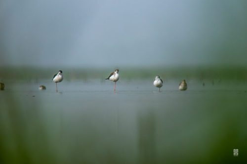 IMG 0527-Enhanced-NR