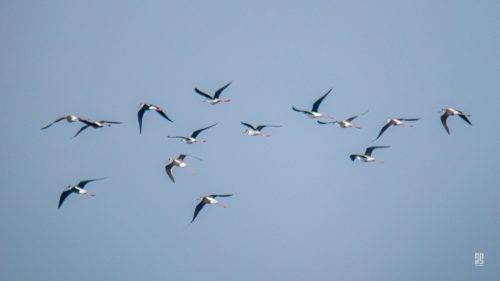 IMG 0613