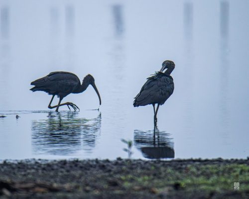 IMG 9826-Enhanced-NR