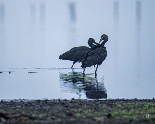 IMG 9831-Enhanced-NR