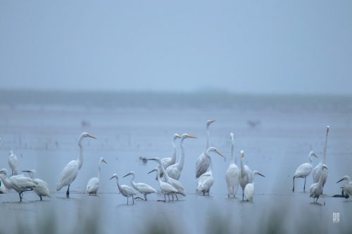 IMG 9979
