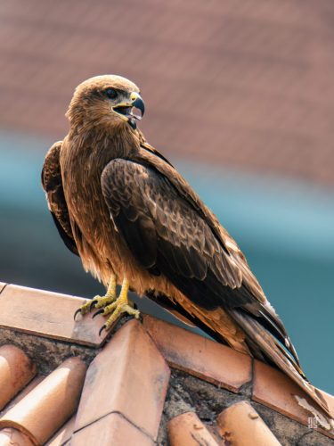 IMG 6284-Enhanced-NR