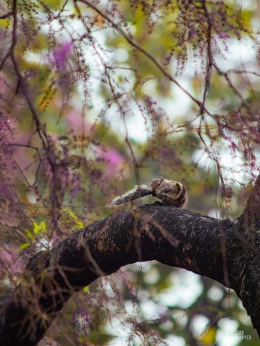 IMG 5653-Enhanced-NR