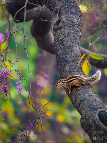 IMG 5660-Enhanced-NR