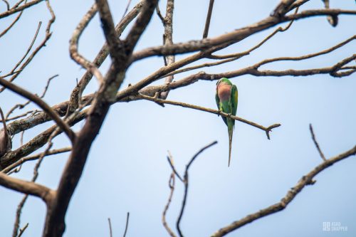 Red-breasted parakeet