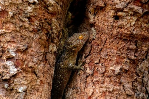 Tokay gecko