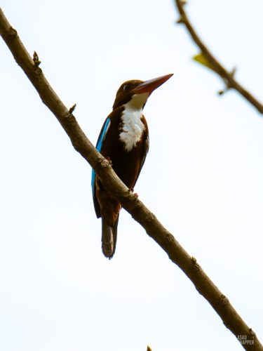 IMG_4406-Enhanced-NR