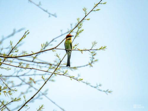 IMG_4424-Enhanced-NR