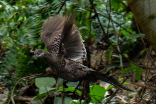 Grey Peacock Pheasant in Hazarikhil Wildlife Sanctuary