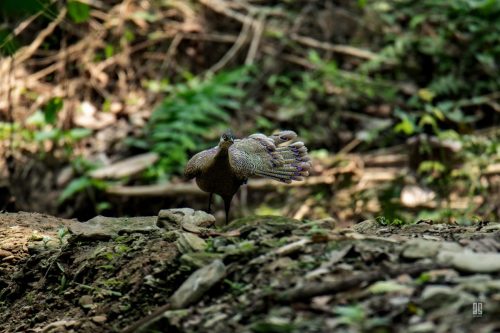 Grey Peacock Pheasant in Hazarikhil Wildlife Sanctuary