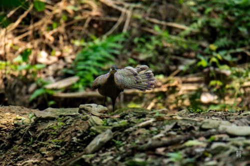 Grey Peacock Pheasant in Hazarikhil Wildlife Sanctuary