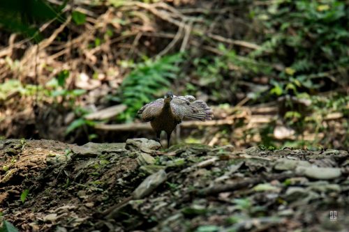 Grey Peacock Pheasant in Hazarikhil Wildlife Sanctuary