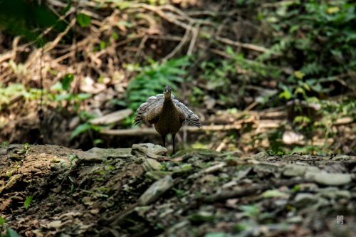 Grey Peacock Pheasant in Hazarikhil Wildlife Sanctuary