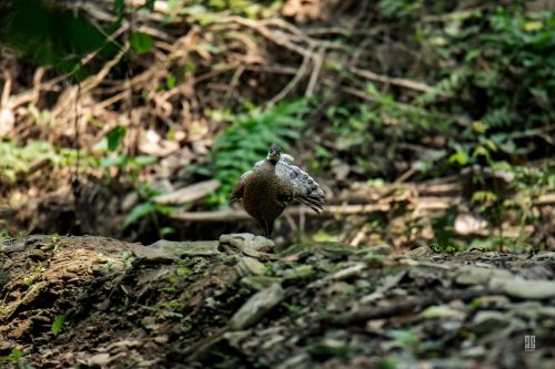 Grey Peacock Pheasant in Hazarikhil Wildlife Sanctuary