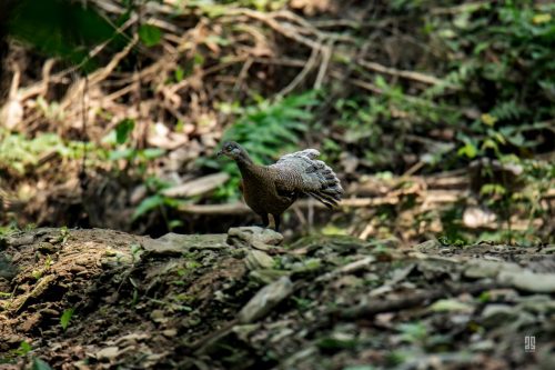 Grey Peacock Pheasant in Hazarikhil Wildlife Sanctuary
