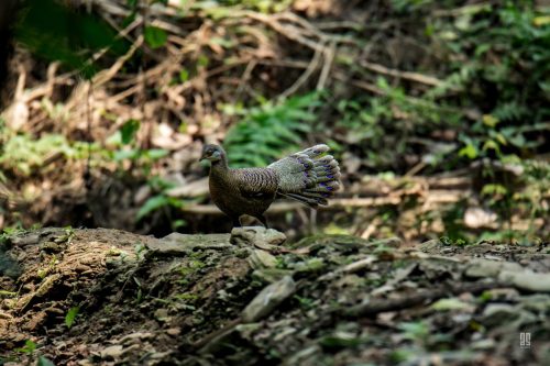 Grey Peacock Pheasant in Hazarikhil Wildlife Sanctuary