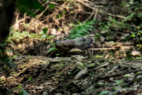 Grey Peacock Pheasant in Hazarikhil Wildlife Sanctuary