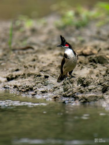 Red-whiskered bulbul