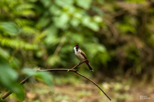 Red-whiskered bulbul