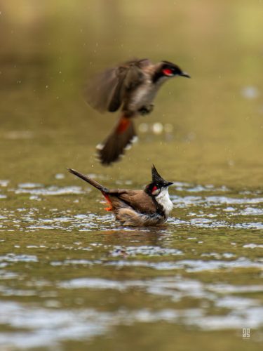 Red-whiskered bulbul