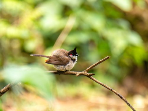Red-whiskered bulbul