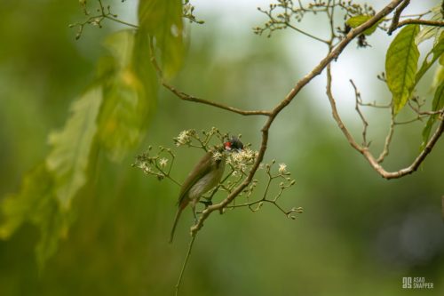 Red-whiskered bulbul