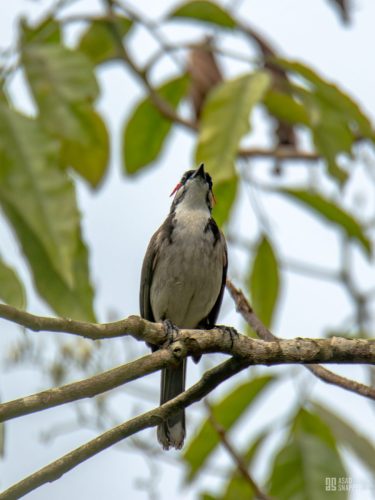 Red-whiskered bulbul