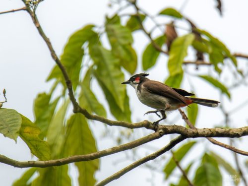 Red-whiskered bulbul