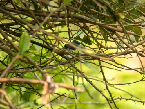 IMG_4984-Enhanced-NR
