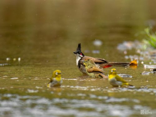 Red-whiskered bulbul