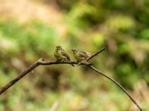 IMG_5231-Enhanced-NR