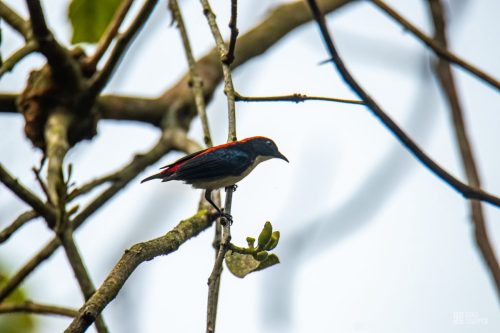IMG_5262