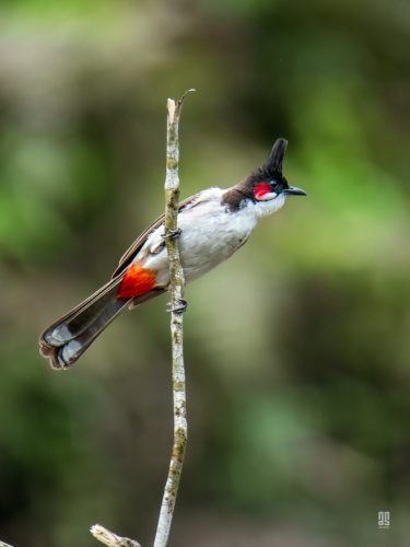Red-whiskered bulbul
