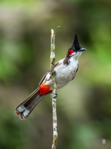 Red-whiskered bulbul