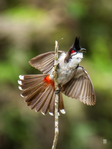 Red-whiskered bulbul